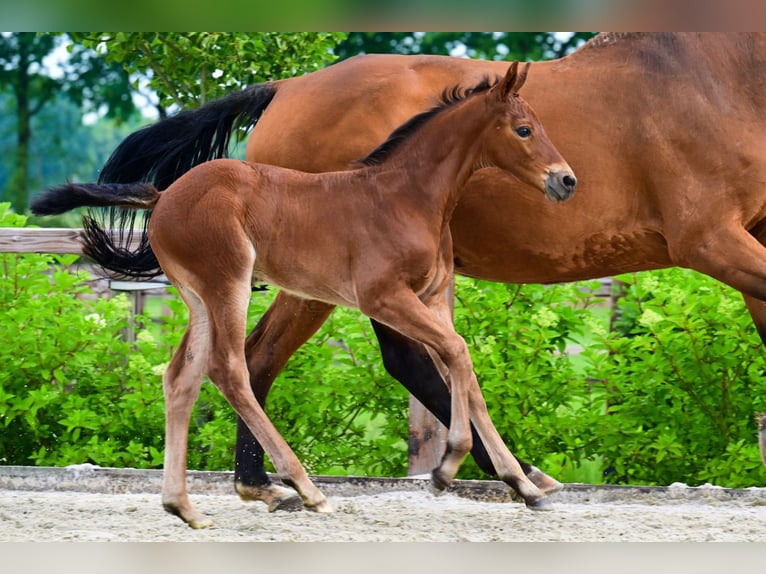 Other Breeds Stallion  in Bladel