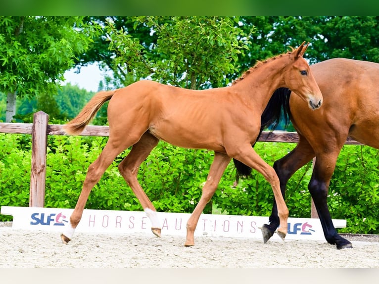 Other Breeds Stallion  in Bladel
