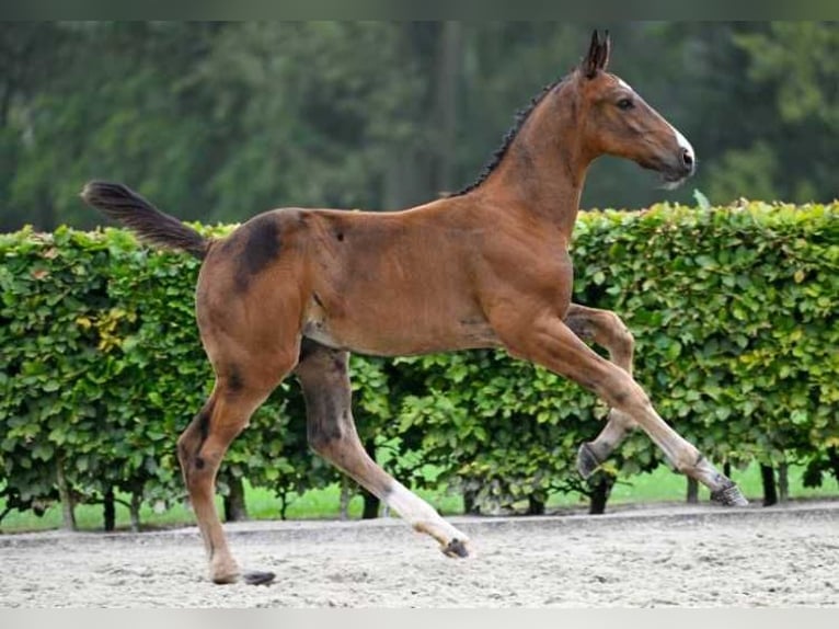 Other Breeds Stallion Foal (06/2024) in Zele