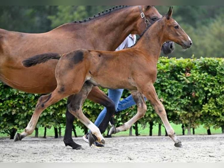 Other Breeds Stallion Foal (06/2024) in Zele