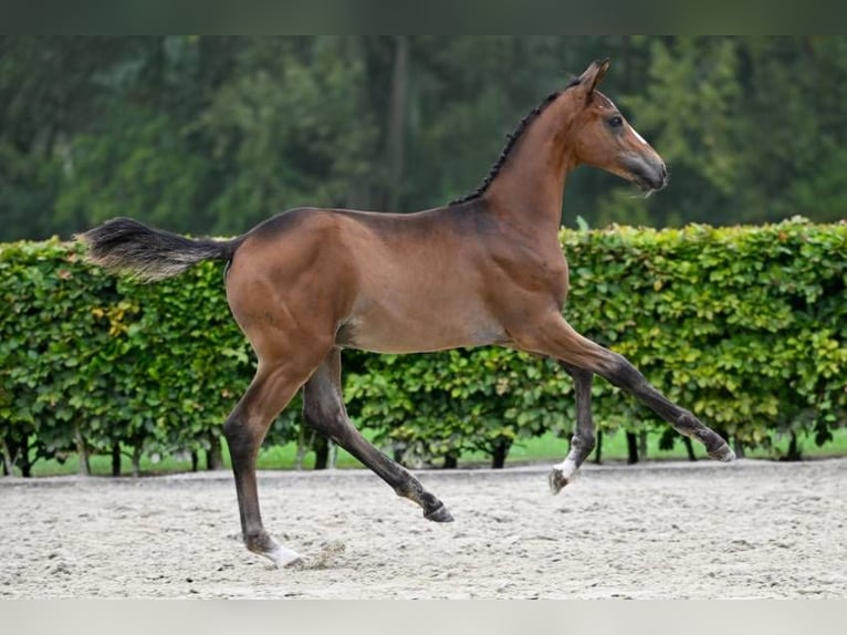 Other Breeds Stallion Foal (05/2024) in Zele