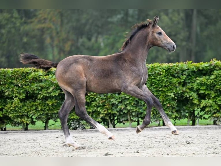 Other Breeds Stallion Foal (05/2024) in Zele