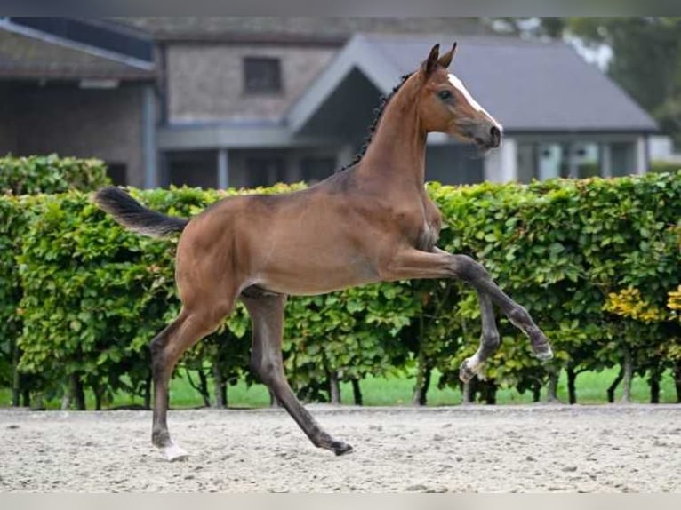 Other Breeds Stallion Foal (05/2024) in Zele