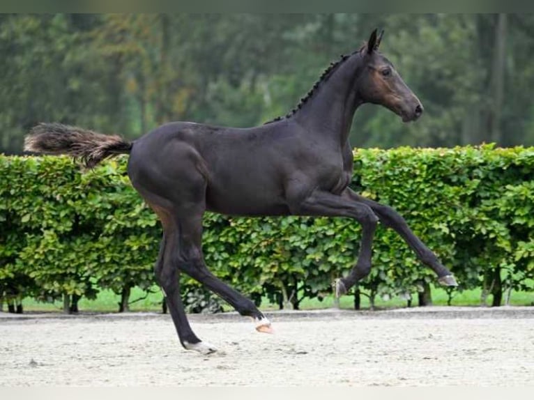 Other Breeds Stallion Foal (05/2024) in Zele