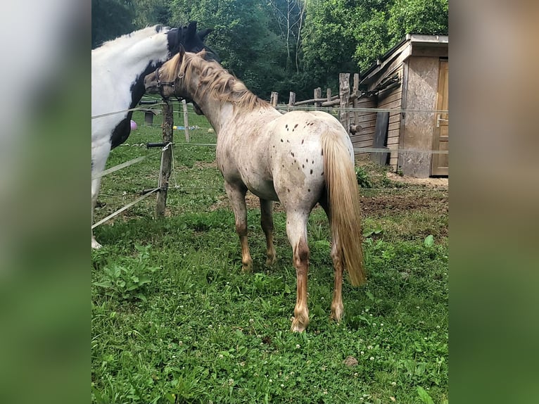 Other Breeds Stallion Leopard-Piebald in Le Havre