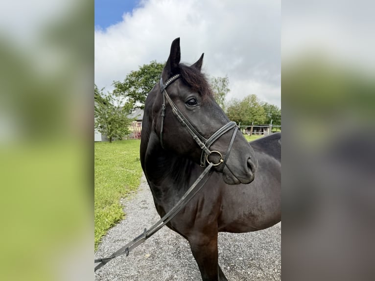 Other Heavy Horses Gelding 10 years 15.2 hh Black in Pelmberg