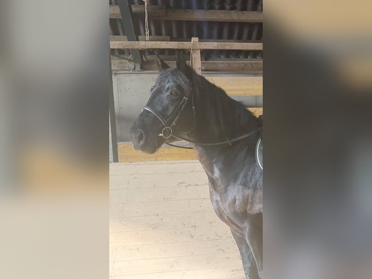 Other Heavy Horses Gelding 10 years 15,2 hh Black in Pelmberg