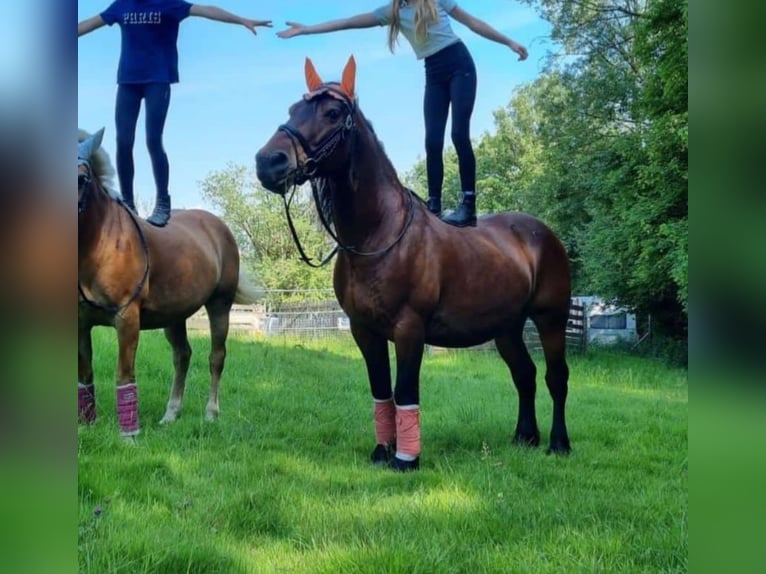 Other Heavy Horses Mix Gelding 11 years 14.2 hh Brown in Immenstadt im Allgäu