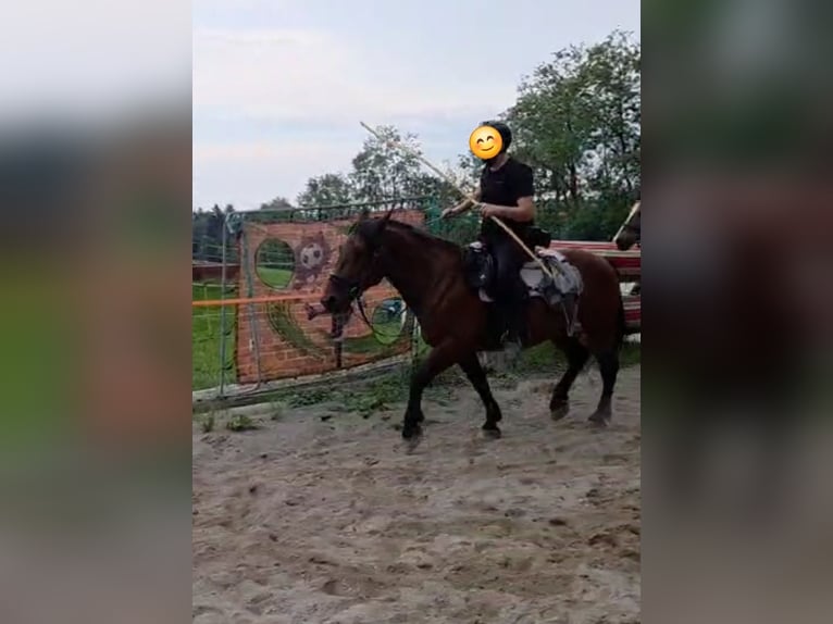 Other Heavy Horses Mix Gelding 11 years 14.2 hh Brown in Immenstadt im Allgäu