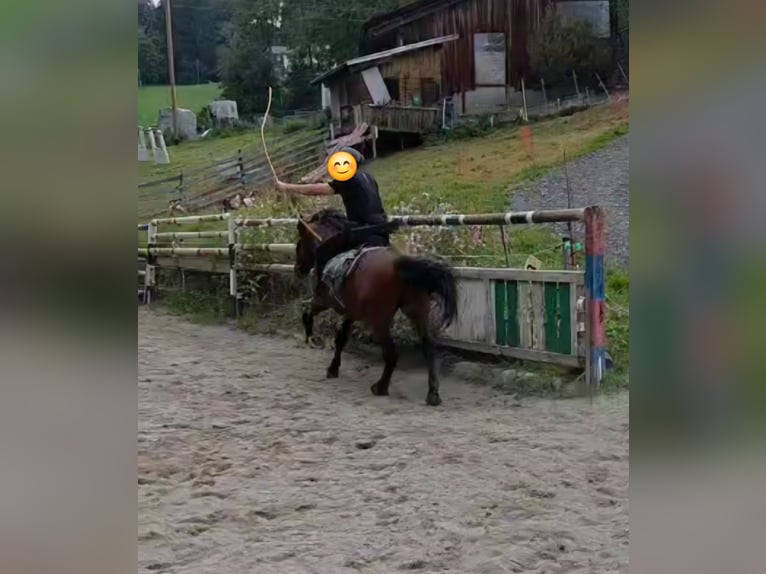 Other Heavy Horses Mix Gelding 11 years 14.2 hh Brown in Immenstadt im Allgäu