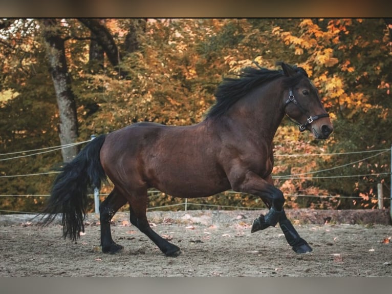 Other Heavy Horses Mix Gelding 11 years 14,2 hh Brown in Immenstadt im Allgäu