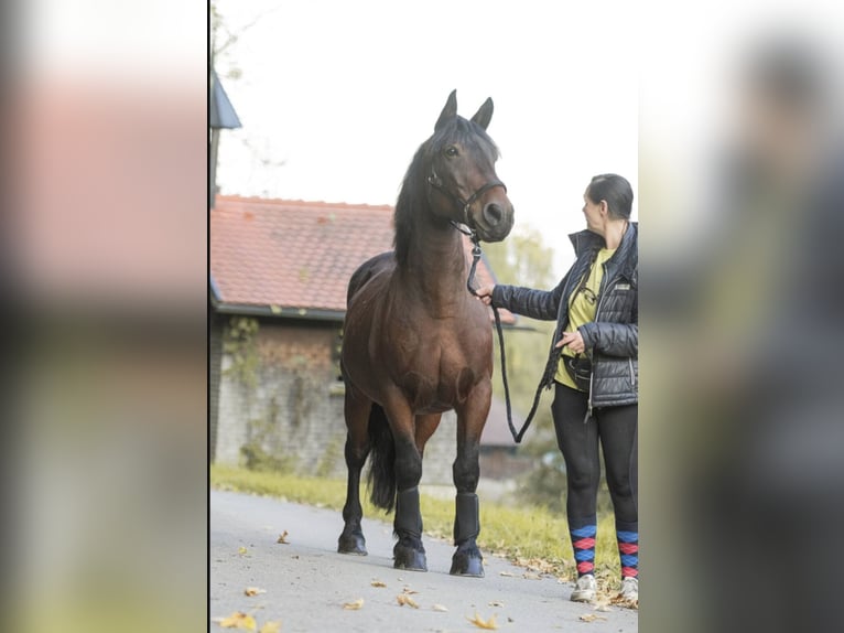 Other Heavy Horses Mix Gelding 11 years 14,2 hh Brown in Immenstadt im Allgäu