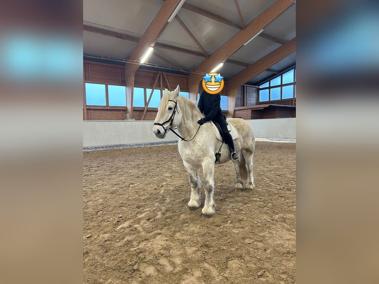 Other Heavy Horses Gelding 11 years 16,1 hh Grey in Buchholz in der Nordheide