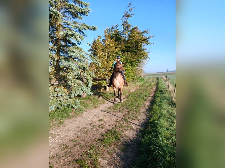 Other Heavy Horses Gelding 12 years 15.1 hh Chestnut-Red in Nettersheim