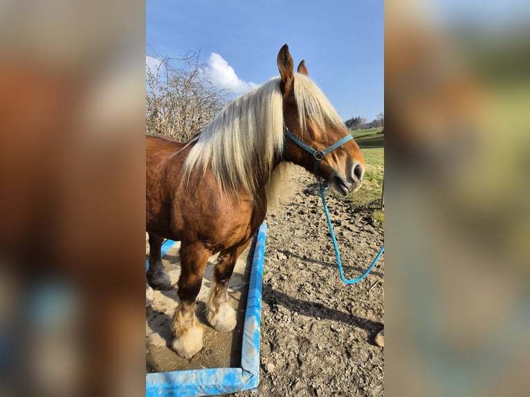 Other Heavy Horses Gelding 12 years 15.2 hh Chestnut-Red in Schmiedrued