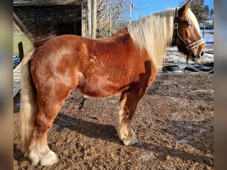 Other Heavy Horses Gelding 12 years 15.2 hh Chestnut-Red in Schmiedrued