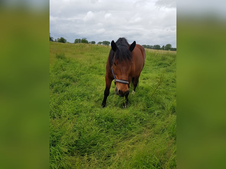 Other Heavy Horses Gelding 12 years 16 hh Brown in Emsdetten