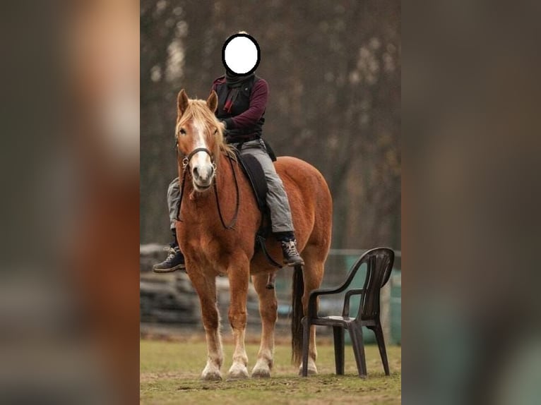 Other Heavy Horses Mix Gelding 12 years 16 hh Chestnut-Red in Liebenwalde