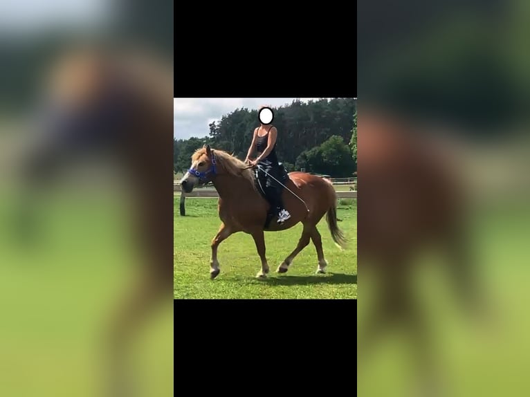 Other Heavy Horses Mix Gelding 12 years 16 hh Chestnut-Red in Liebenwalde