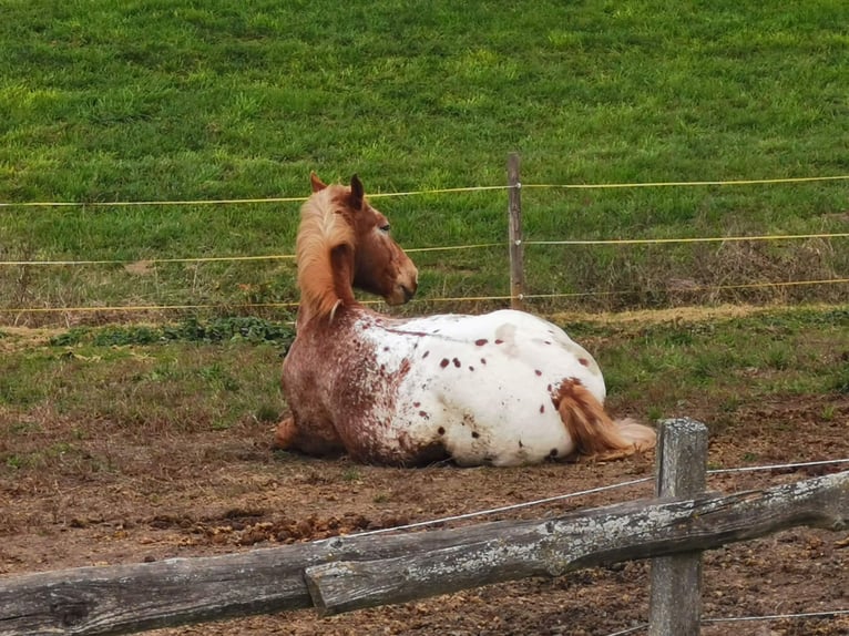 Other Heavy Horses Mix Gelding 12 years 17 hh Chestnut-Red in Freistadt