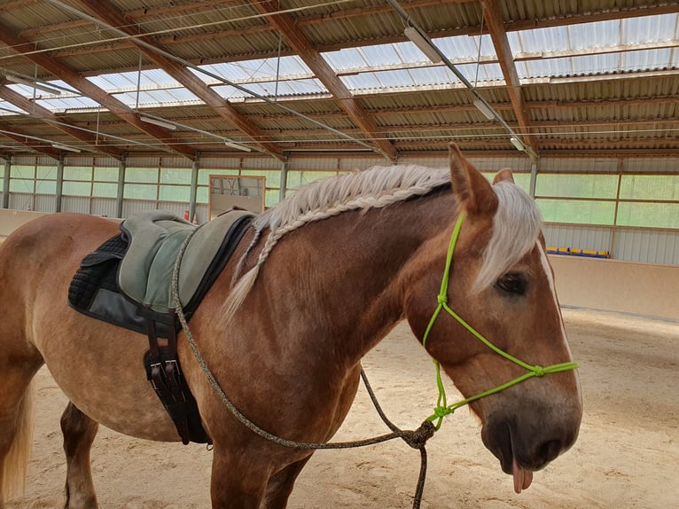 Other Heavy Horses Gelding 13 years 15,1 hh Chestnut-Red in Schwanfeld