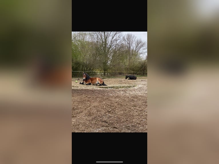 Other Heavy Horses Gelding 13 years 15,2 hh Brown in Plattling