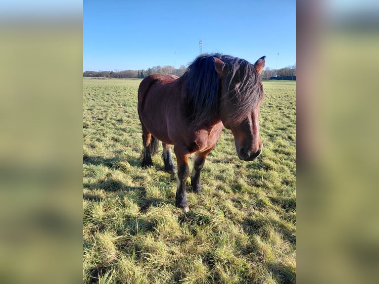 Other Heavy Horses Gelding 15 years 15,2 hh Brown in L&#xFC;bbenau