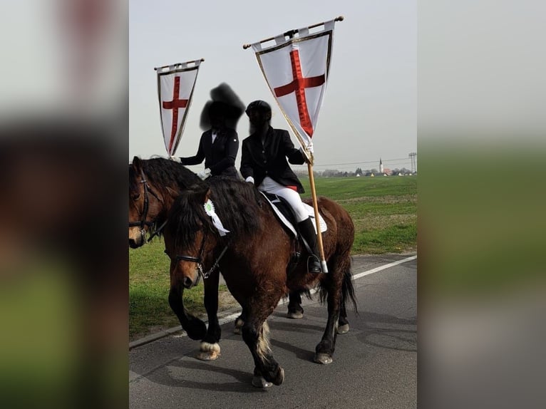 Other Heavy Horses Gelding 15 years 15,2 hh Brown in L&#xFC;bbenau