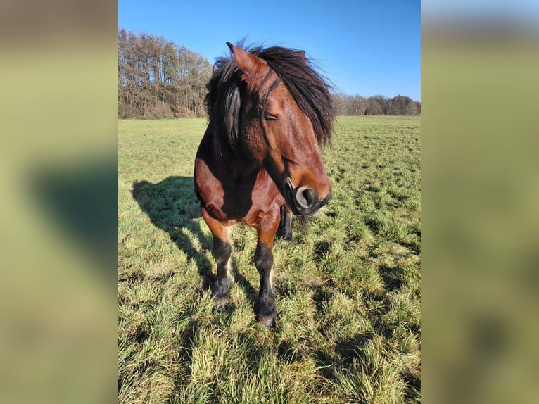 Other Heavy Horses Gelding 15 years 15,2 hh Brown in L&#xFC;bbenau