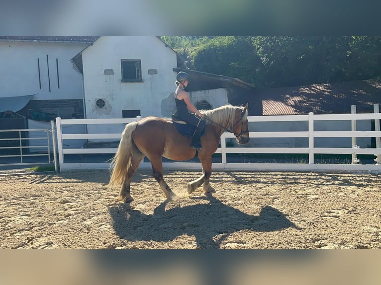 Other Heavy Horses Gelding 15 years 16 hh Chestnut-Red in Morsbach