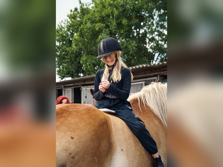 Other Heavy Horses Gelding 16 years 16.2 hh  in Dormagen