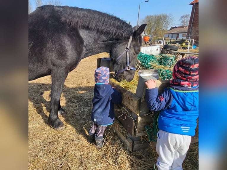 Other Heavy Horses Gelding 19 years 15,1 hh Smoky-Black in Obermützkow
