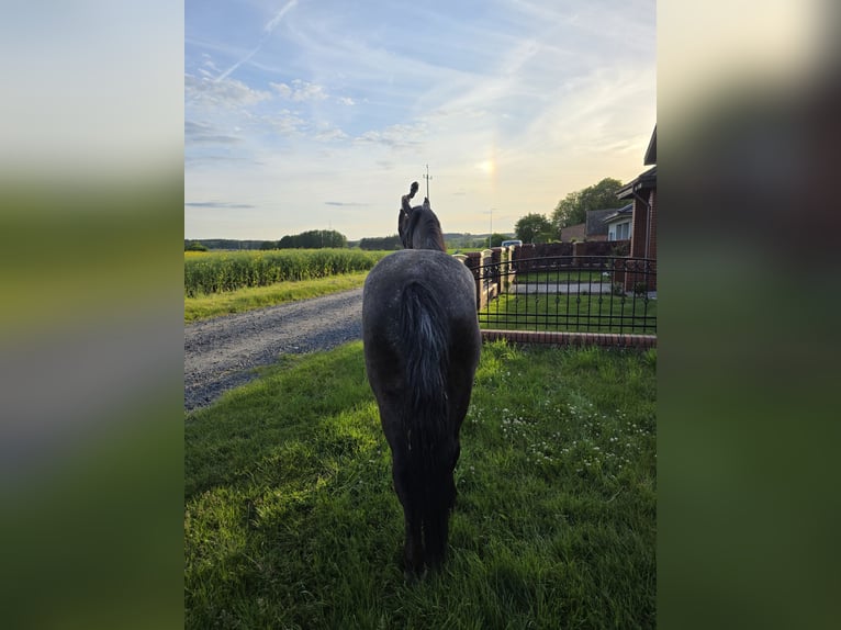 Other Heavy Horses Mix Gelding 2 years 15,2 hh Leopard-Piebald in Lipno