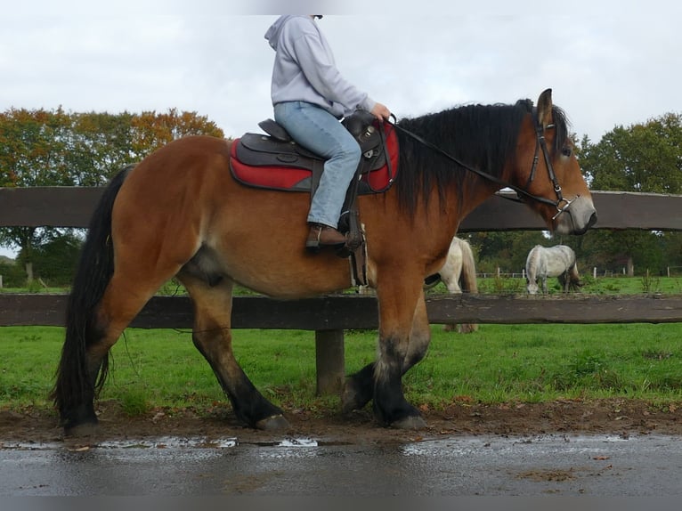 Other Heavy Horses Gelding 3 years 14,2 hh Brown in Lathen