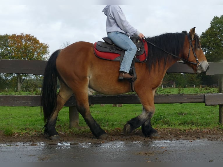 Other Heavy Horses Gelding 3 years 14,2 hh Brown in Lathen
