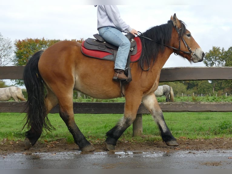 Other Heavy Horses Gelding 3 years 14,2 hh Brown in Lathen