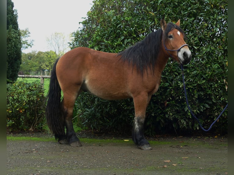 Other Heavy Horses Gelding 3 years 14,2 hh Brown in Lathen