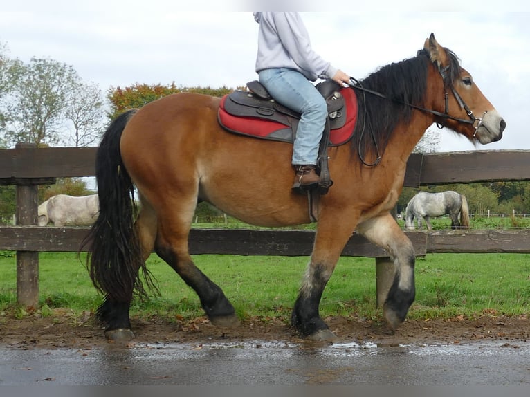 Other Heavy Horses Gelding 3 years 14,2 hh Brown in Lathen