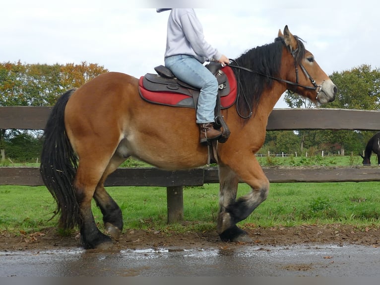 Other Heavy Horses Gelding 3 years 14,2 hh Brown in Lathen
