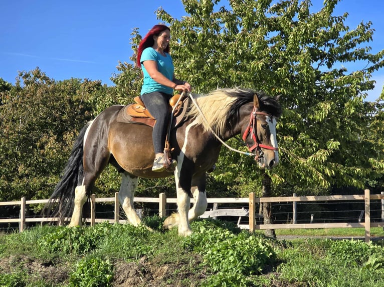 Other Heavy Horses Gelding 3 years 14,2 hh Pinto in Linkenbach