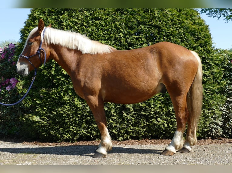 Other Heavy Horses Gelding 3 years 15 hh Chestnut-Red in Lathen