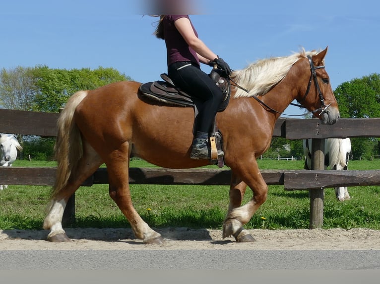 Other Heavy Horses Gelding 3 years 15 hh Chestnut-Red in Lathen