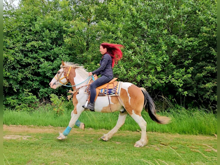 Other Heavy Horses Gelding 3 years 15 hh Pinto in Linkenbach