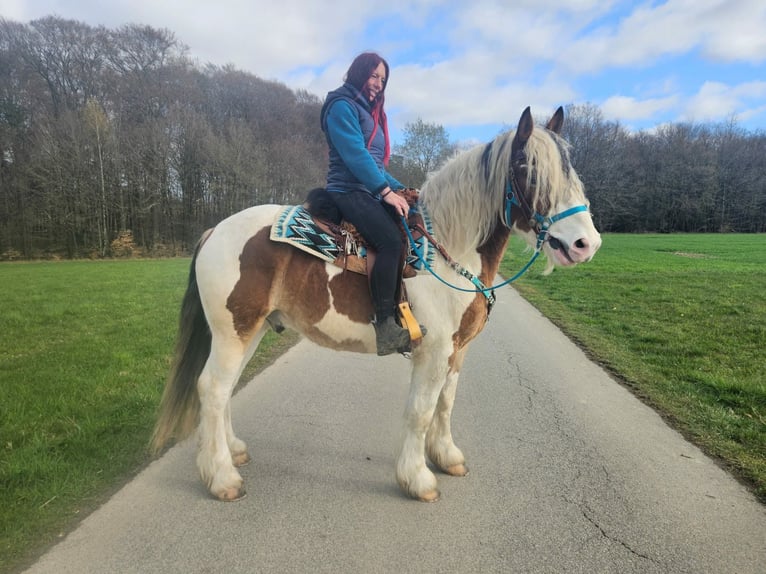 Other Heavy Horses Gelding 3 years 15 hh Pinto in Linkenbach