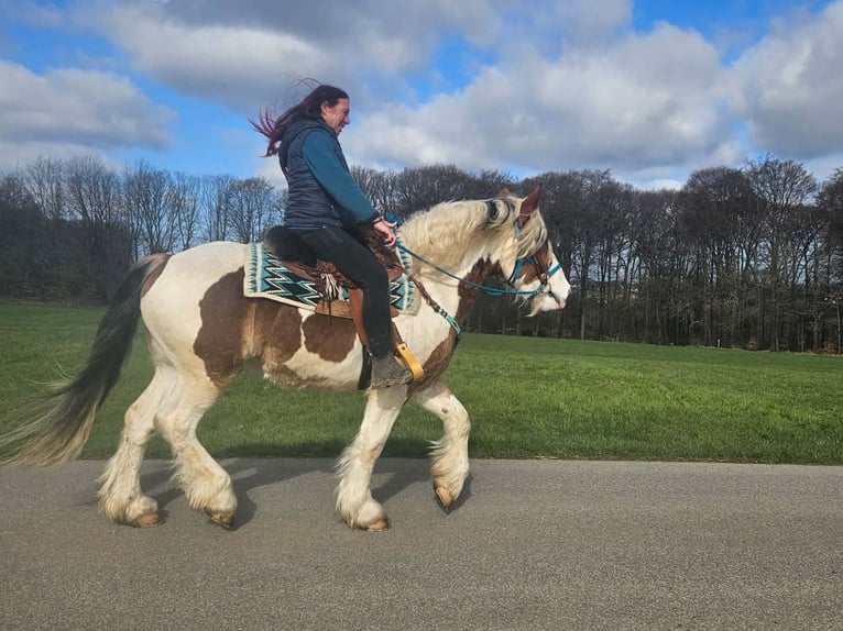 Other Heavy Horses Gelding 3 years 15 hh Pinto in Linkenbach