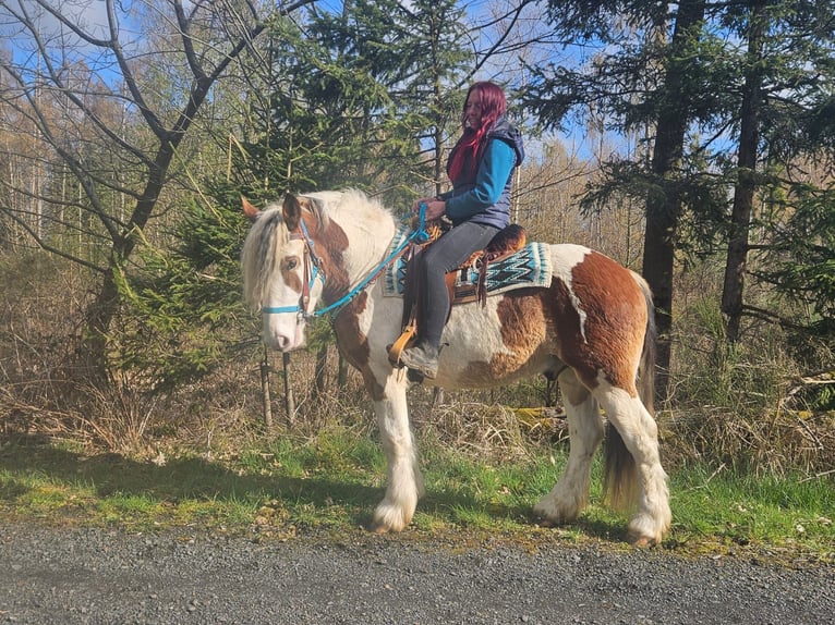 Other Heavy Horses Gelding 3 years 15 hh Pinto in Linkenbach