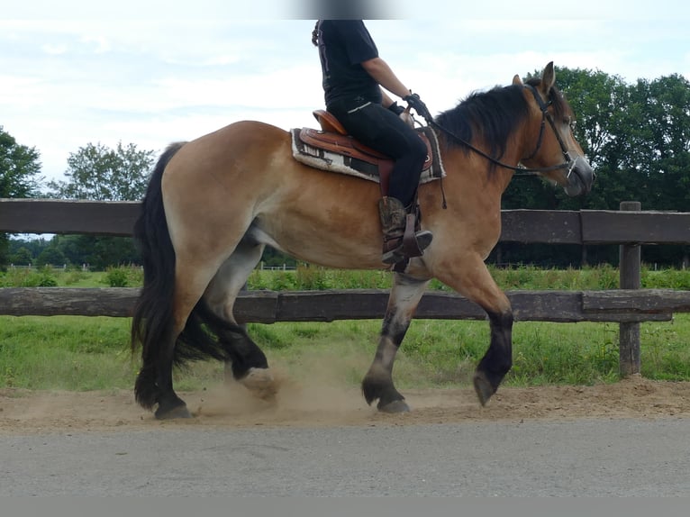 Other Heavy Horses Gelding 3 years 15,1 hh Brown in Lathen