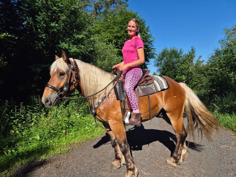 Other Heavy Horses Gelding 4 years 14.3 hh Chestnut in Linkenbach