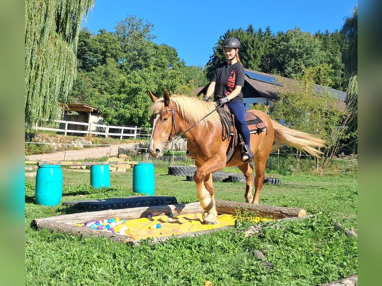 Other Heavy Horses Gelding 4 years 15.1 hh Chestnut-Red in Bayerbach