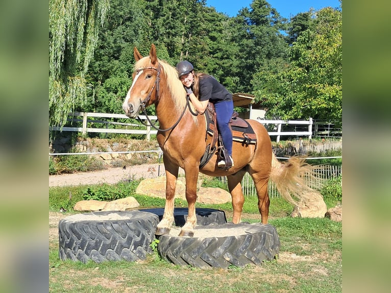Other Heavy Horses Gelding 4 years 15.1 hh Chestnut-Red in Bayerbach